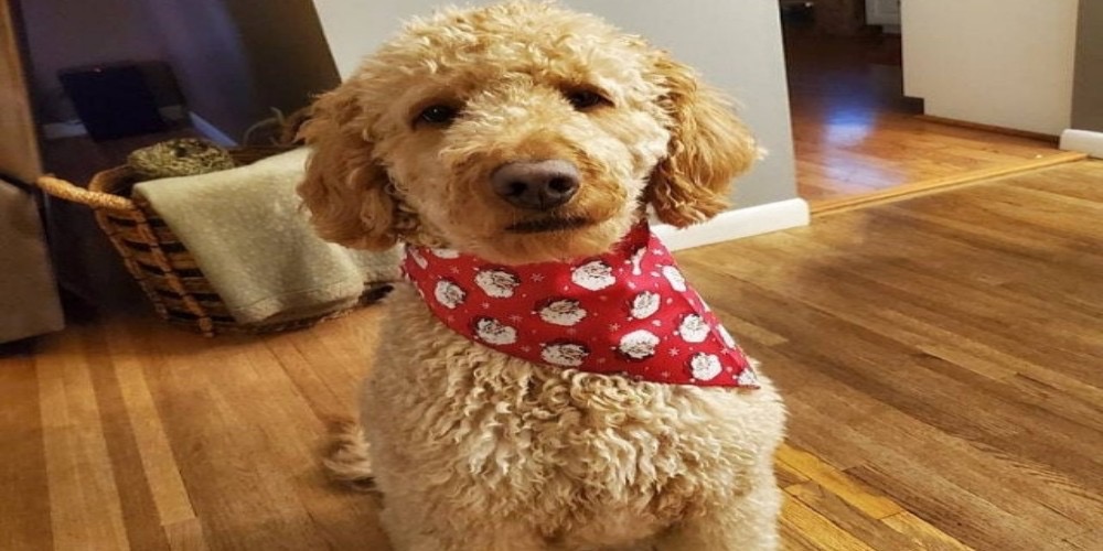 Tips On How To Care For Your Dog’s Bandana